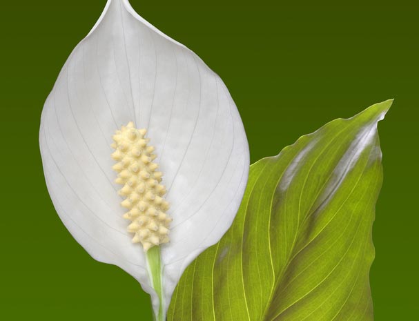 Spathiphyllum