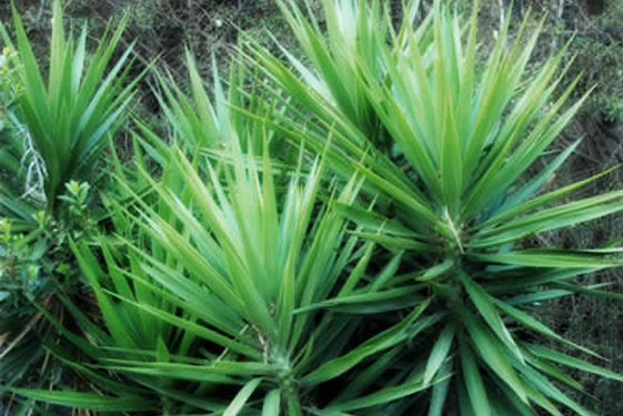 Dracena Marginata