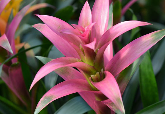 Guzmania