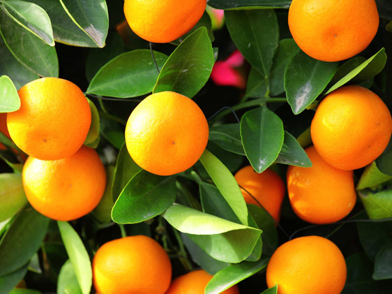 Kumquat