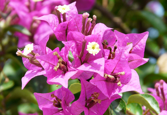 Bougainvillea