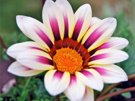 Gazania