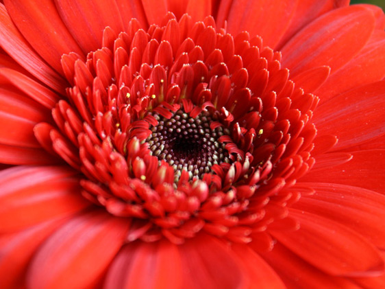 Gerbera