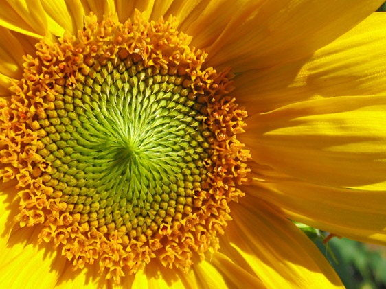 Girasole