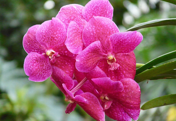 Orchidea