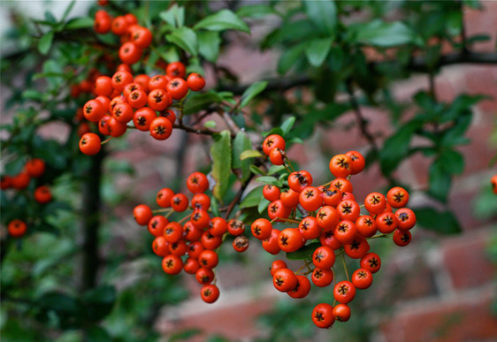 Pyracantha