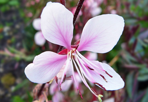 Gaura