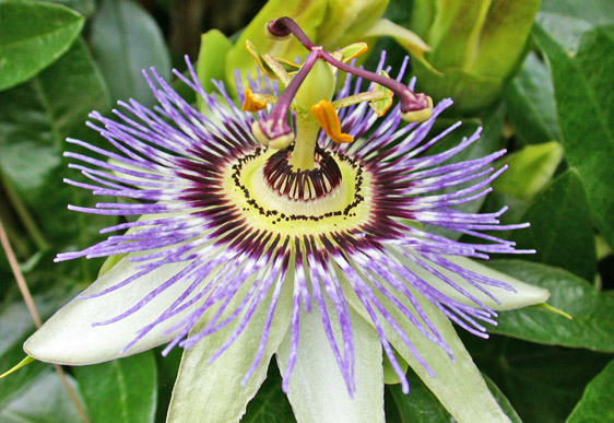 Passiflora