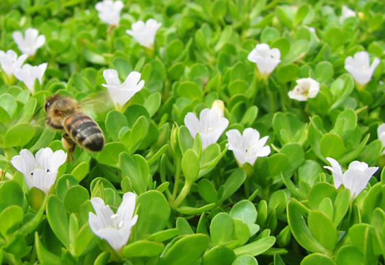 Bacopa