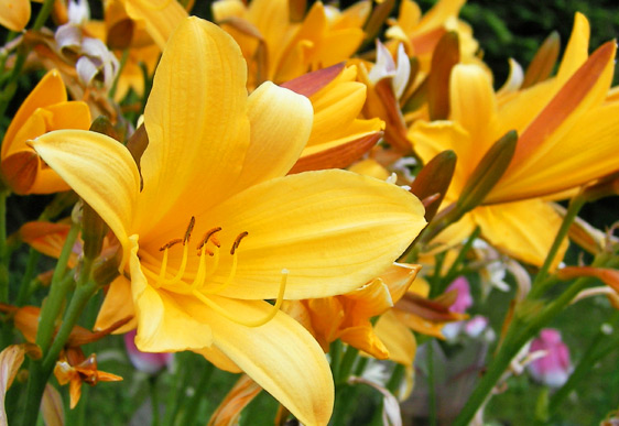 Bella di giorno (Hemerocallis)