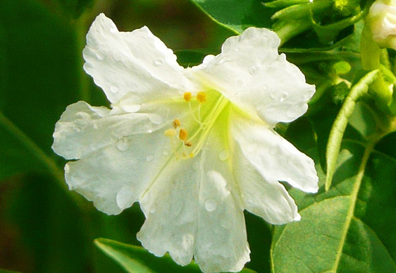 Bella di notte (Mirabilis Jalapa)