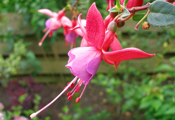 Fuchsia