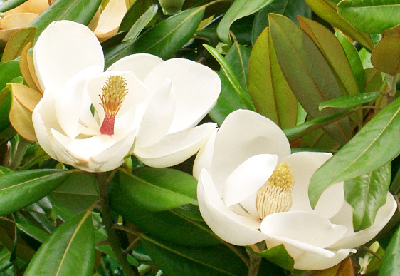 Magnolia