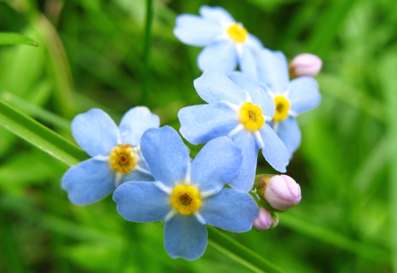 Verde balcone.: Non ti scordar di me (Myosotis), fiore utile e