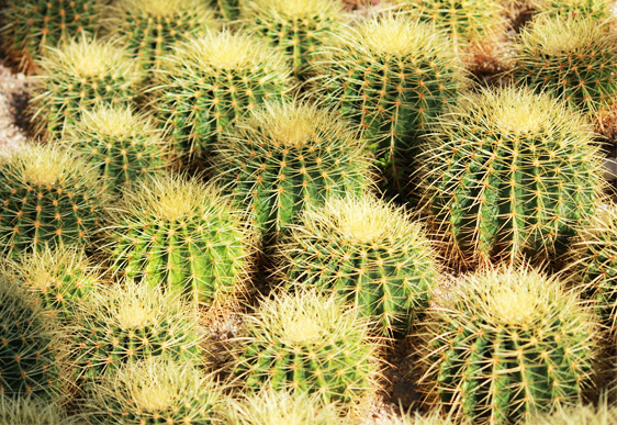 Cactus