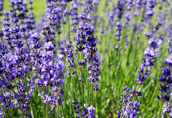 Lavanda