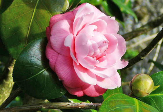 Camelia