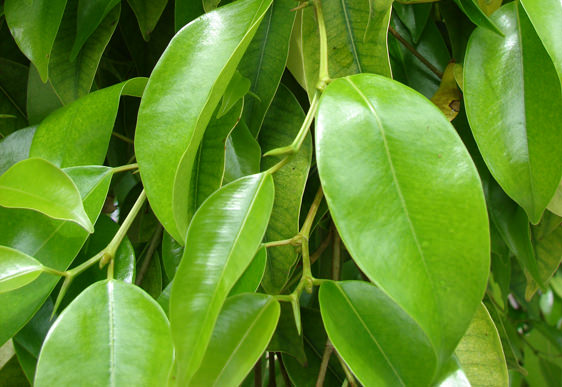 Ficus Benjamin