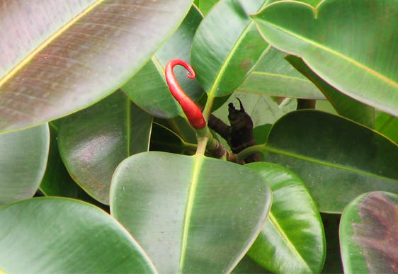 Ficus Robusta