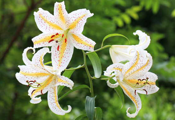 Lilium