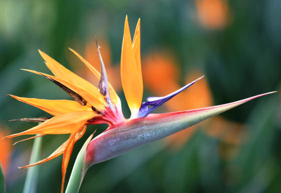 Strelitzia