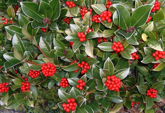 Skimmia