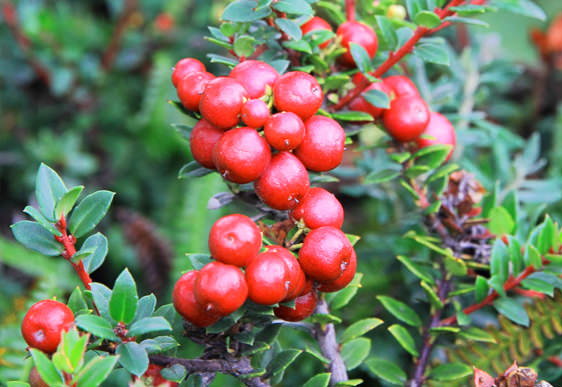 Gaultheria