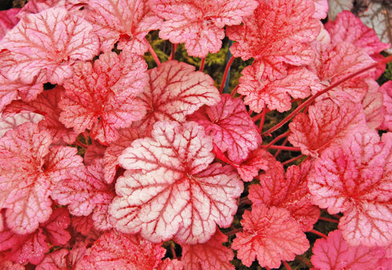 Heuchera