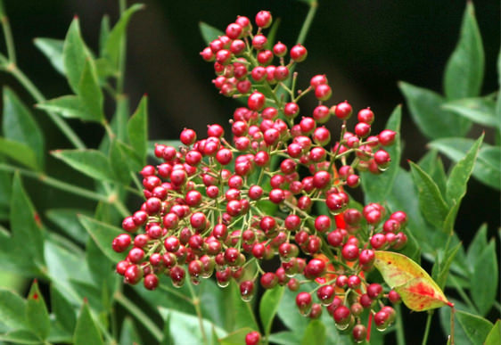 Nandina