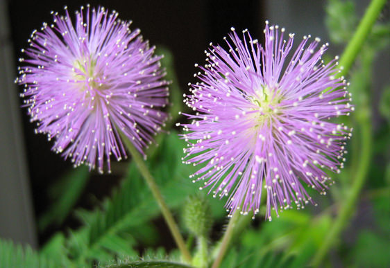 Mimosa Pudica