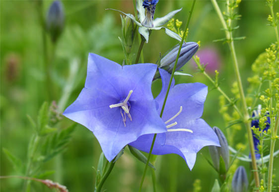 Campanula