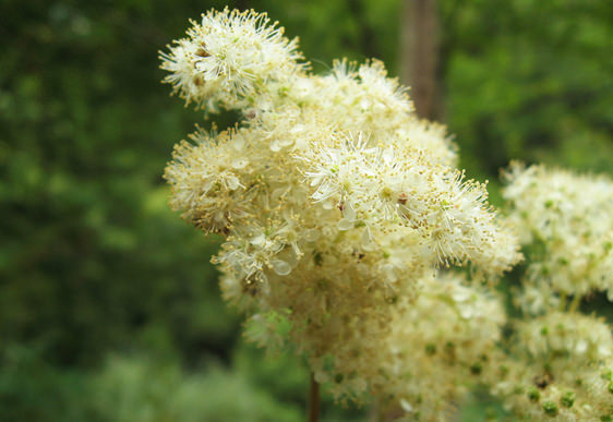 Filipendula