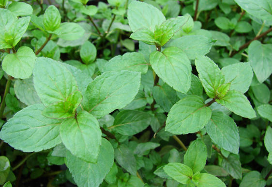 Menta Piperita