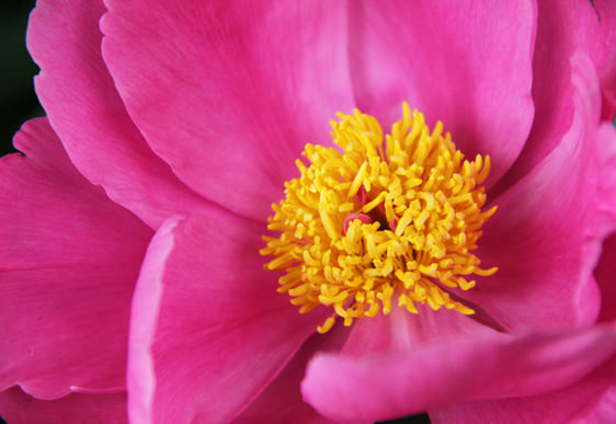 Peonia