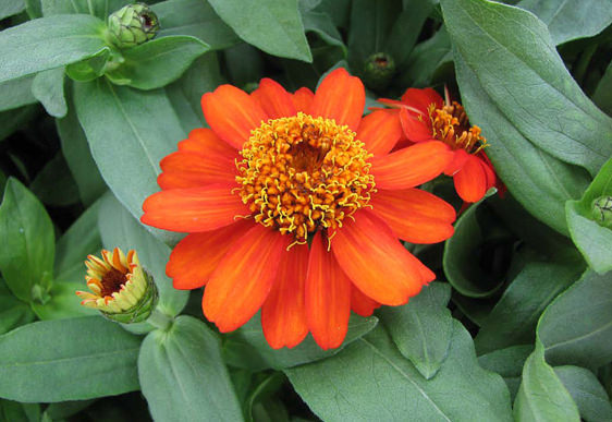 Zinnia