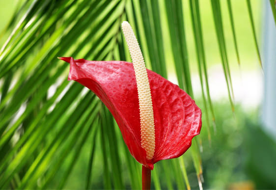 Anthurium