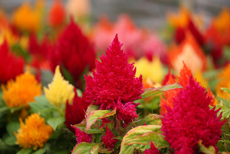 Celosia