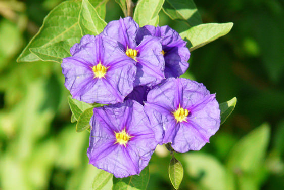 Solanum