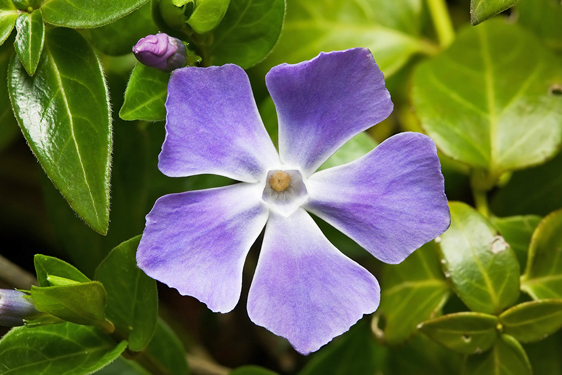 Vinca