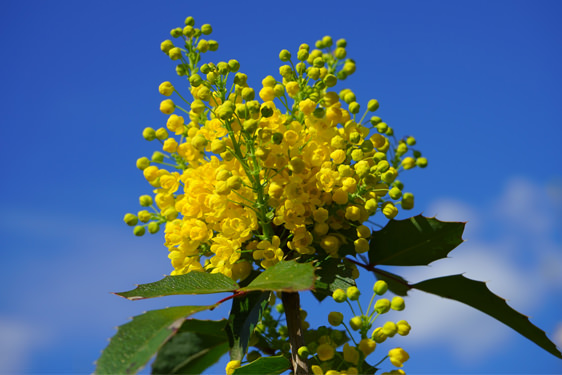 Mahonia