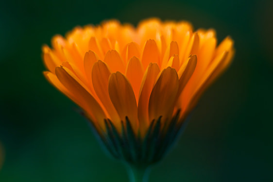 Calendula