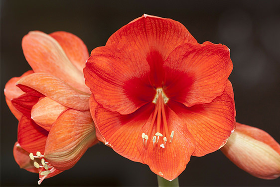 Amaryllis