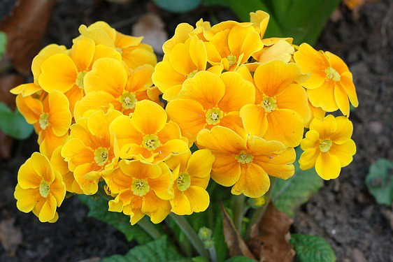 Primula