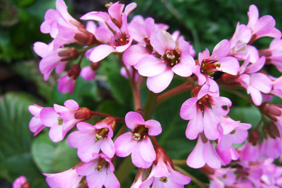 Bergenia