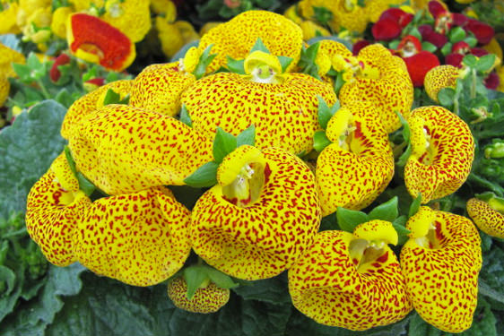 Calceolaria