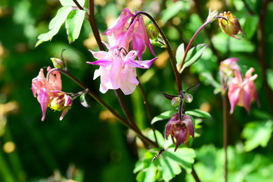 Aquilegia