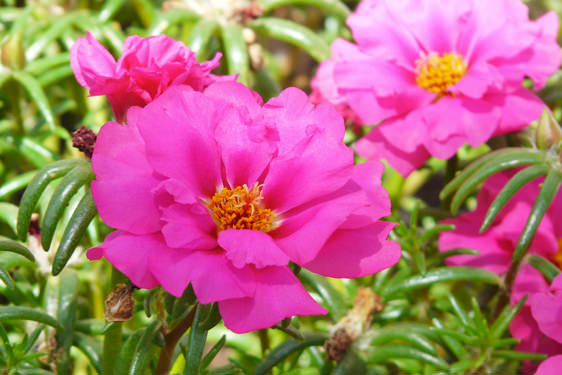 Portulaca