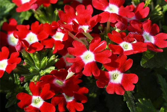 Verbena