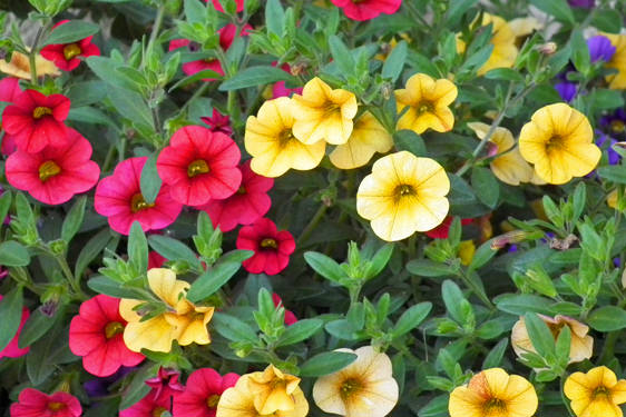 Calibrachoa