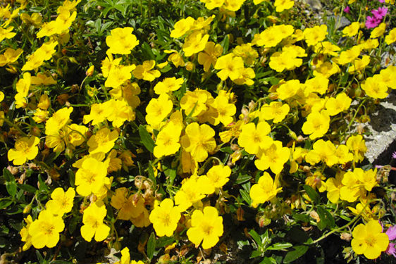 Helianthemum